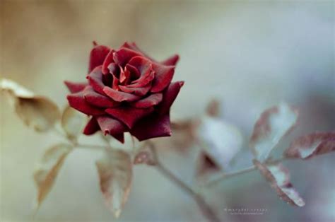 Most Beautiful Roses Favourites By Lilyas On Deviantart