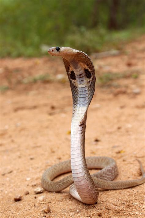 Indian Cobra Herpetofauna Of Lumbini Inaturalist