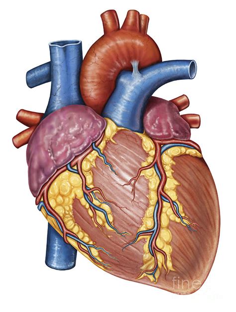 Gross Anatomy Of The Human Heart Digital Art By Stocktrek Images Pixels