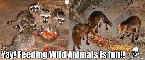 Why Not To Feed Wild Animals