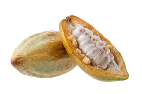 Cocoa Pod Unprocessed Cacao Beans And Fresh Cacao Fruit On Half Red