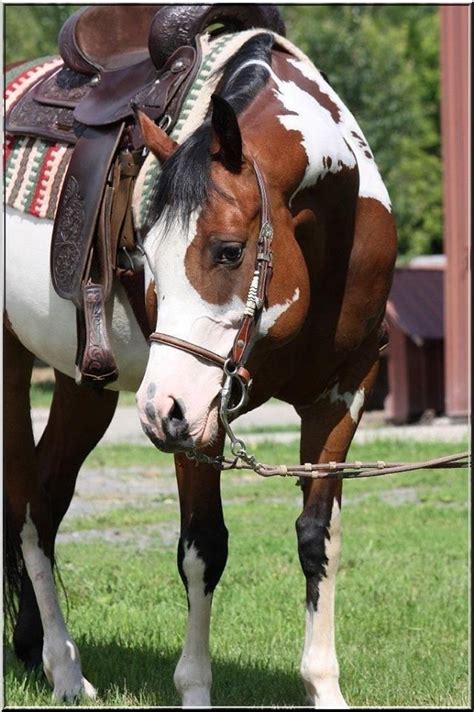 Beautiful Western Paint Horse Katy Kathe Painted Horses Jolis