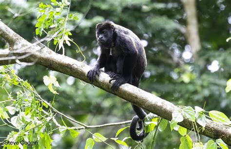 Mantled Howler Monkey Taken By Steve Coggin Flickr