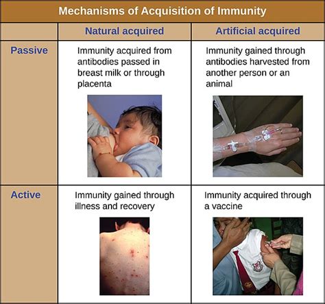 Individuals rely on active immunity more so than passive immunity. Difference Between Active and Passive Immunity - Pediaa.Com