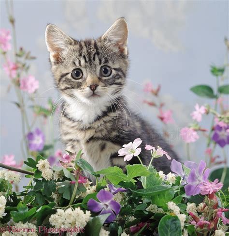 Tabby Kitten Among Flowers Photo Wp37521