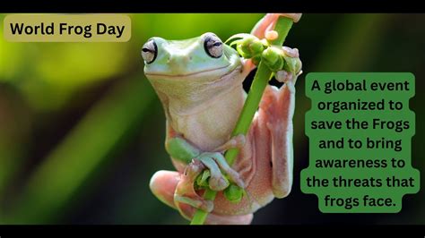 World Frog Day Youtube