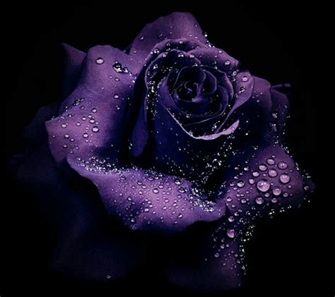 Rosa Morada Purple Roses Wallpaper Purple Flowers Wallpaper Purple