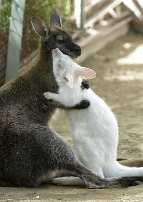 37 Best Images About Australias Cute Animals Kangaroos