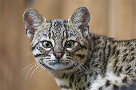 10 Small Exotic Cats That Are Kept As Pets | Cat-Lovers
