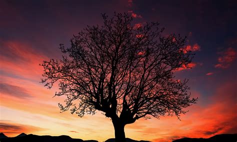 Download Tree Silhouette Sunset Royalty Free Stock Illustration Image