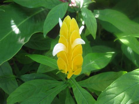 Tropical plants and flowers guide. Jamaican Flowers | Tropical plants | Pinterest