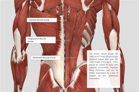 Lumbar Spine Muscle Anatomy