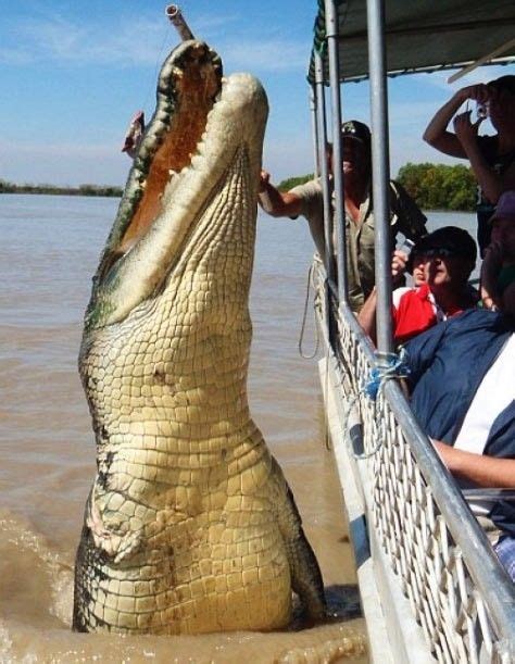 Giant Salt Water Croc Says Hi To Some Tourists In Australia Thats