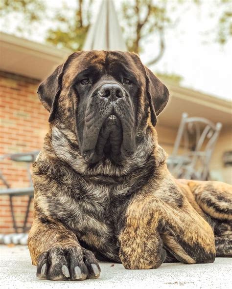 14 Huge Facts About Wonderful English Mastiffs English Mastiff Dog
