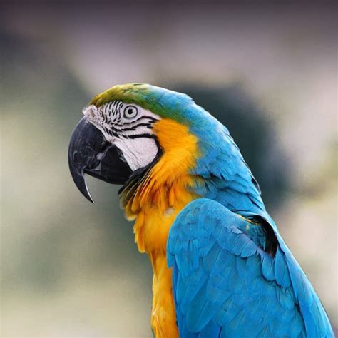 Follow the vibe and change your wallpaper every day! Blue-and-Gold Macaw Personality, Food & Care - Pet Birds ...