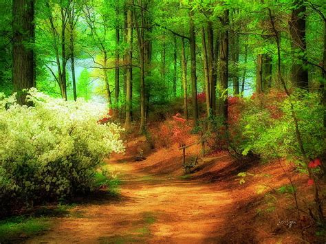 Forest Path Sunny Summer Wood Path Trees Nature Forest Sun