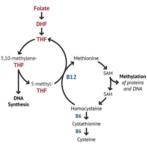 Vitamin B12 Metabolism Pathway