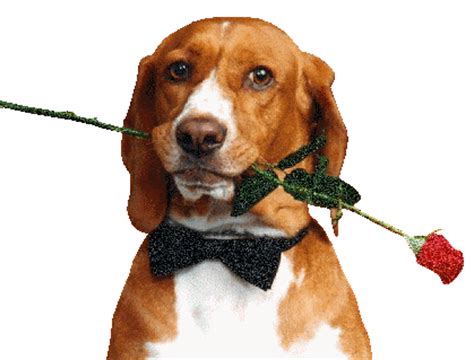 They are fun to be with, they make everyday fun. Dog with red flower :: Animated Pictures :: MyNiceProfile.com