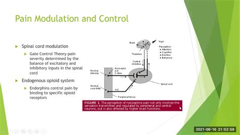 Central Pain Pathways And Pain Modulation Youtube