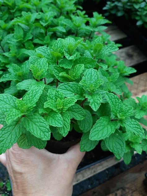 Mojito Mint Sweet Mint Pineapple Mint Peppermint Plant Etsy