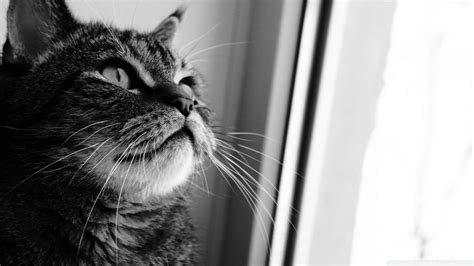 Download Cat Looking Out Window Wallpaper 1920x1080