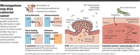 The Gut Microbiota And Colon Cancer Science