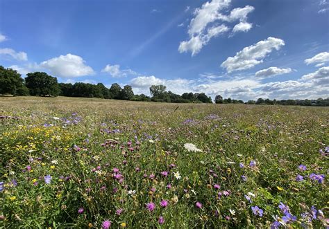 Wildflower Meadow Project Hampstead Heath Conservation Community