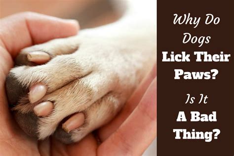 Why Do Dogs Lick And Bite Their Paws