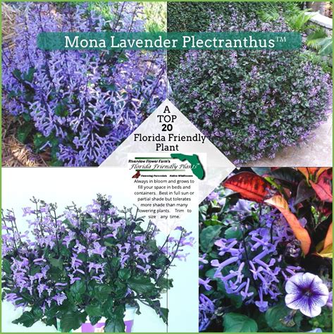 Mona Lavender Plectranthus Florida Friendly Plants