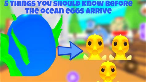 5 Things You Should Know Before The Ocean Eggs Arrive 🦈 Youtube