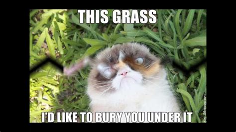 Cats have ruled the internet for a long time so here's a huge collection of hilarious cat memes to brighten your day. The 50 Funniest Grumpy Cat Memes - YouTube