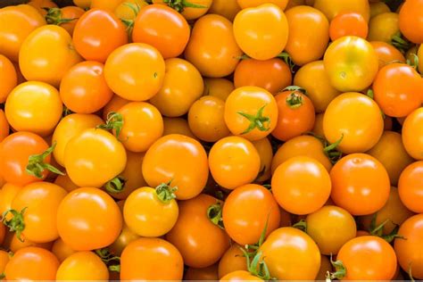 Are Yellow Cherry Tomatoes Good For You Alkaline Vegan Lounge