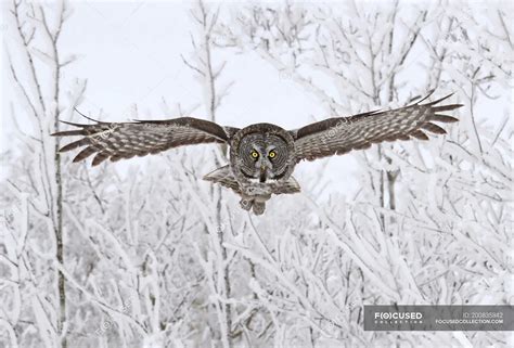 Great Gray Owl In Flight In Snowy Forest — Selective Focus Winter