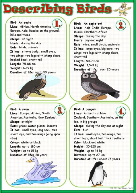 Describing Birds English Esl Worksheets Pdf And Doc