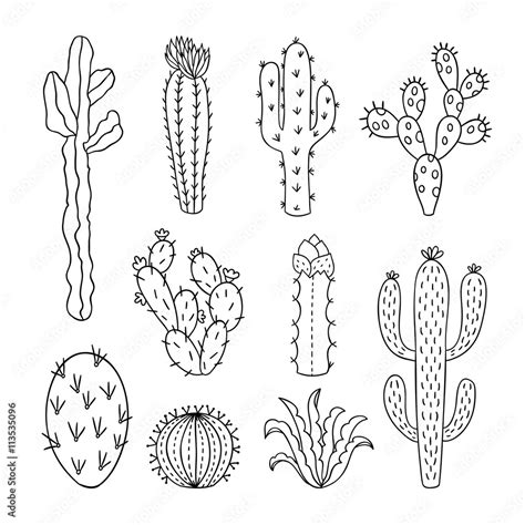 Cactus Outline Vector Illustrations Succulents Plants Doodle Clipart