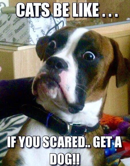 17 Best Images About Scaredy Cats On Pinterest Cats Graphics And A Dog