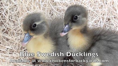 Blue Swedish Ducklings Ducklings For Sale Ducklings Call Ducks For Sale