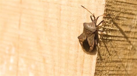 Stink Bugs Ticks Flies And More 10 Pests In Central Pa