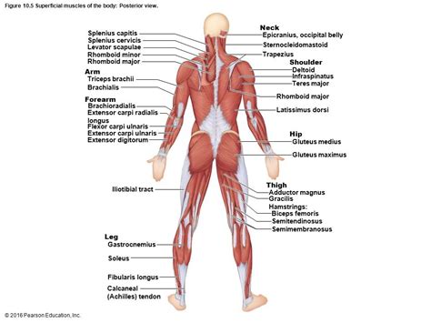 Posterior Superficial Muscles Diagram Quizlet