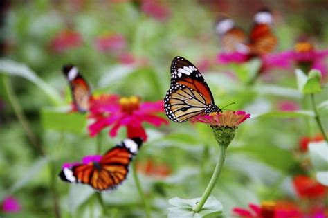 What flowers can you plant to invite hummingbirds to visit? Flowers That Attract Butterflies and Hummingbirds | eHow