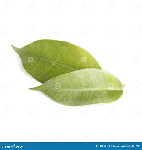Fresh Green Leaf Isolated On White Background Stock Photo Image Of