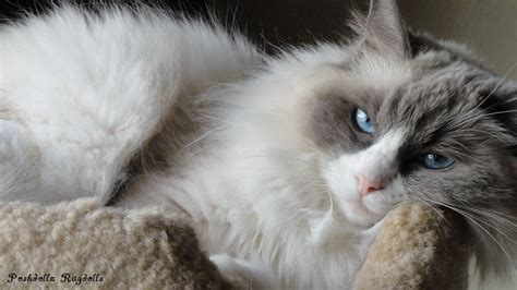 Stunning Ragdoll Blue Point Bicolor A Guide To This Beautiful Feline