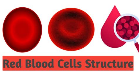 Abnormal Red Blood Cells Shape Structure Size And Colours