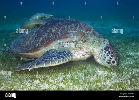 Green Sea Turtle Eating Hi Res Stock Photography And Images Alamy