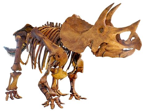 Triceratops Brow Horn 012423d The Stones And Bones Collection