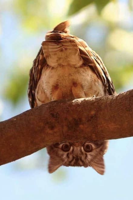 15 Owls With Cat Faces Because Who Knows Why Funny Owls Owl