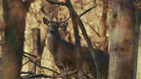 Hunter Killed By Deer He Shot After It Got Back Up And Attacked Him