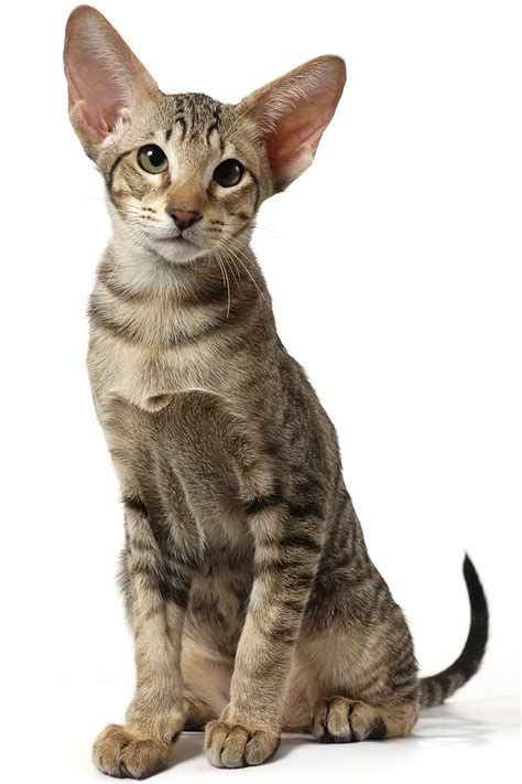.cats, maine coon cats, exotic shorthair cats, siamese cats, ragdoll cats, abyssinian cats, birman cats, american shorthair cats, oriental cats, sphynx cats, and join millions of people using oodle to find cats and kittens for adoption and sale. Oriental Shorthair Cat - The Happy Cat Site