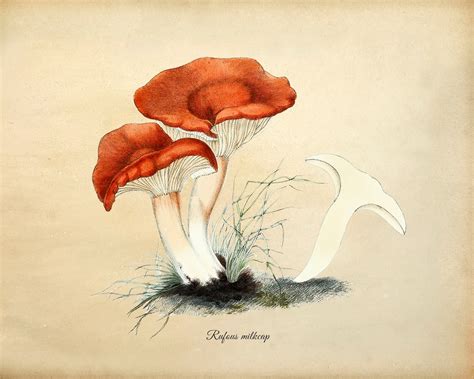 Mushroom Botanical Illustration Vintage Mushroom Poster Etsy