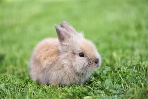 How To Take Care Of Baby Bunnies — Rabbit Care Tips